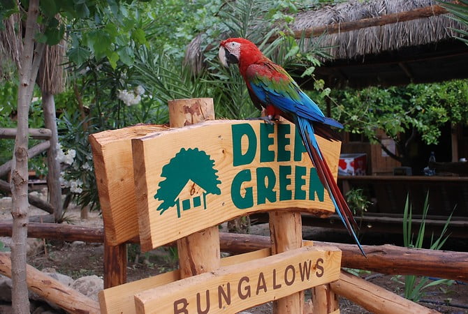 deep-green-bungalows